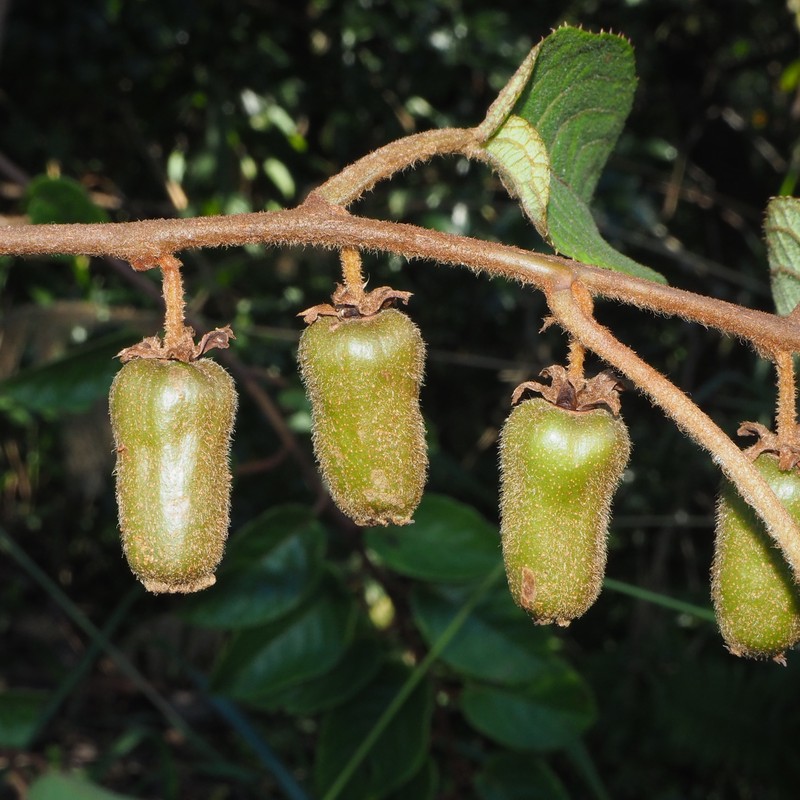 Actinidia rudis