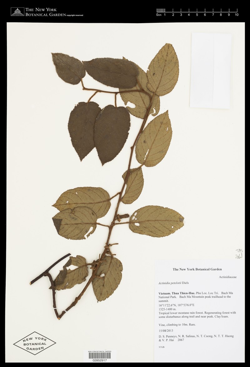 Actinidia rudis photo 2