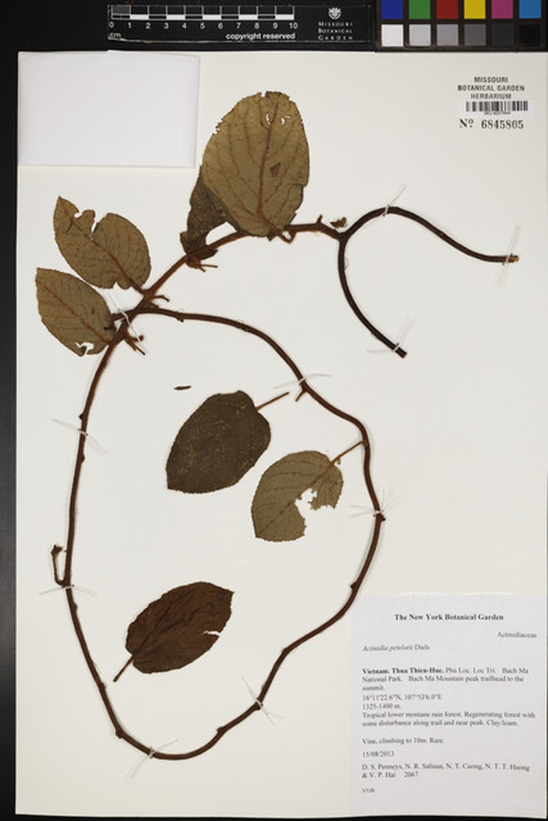 Actinidia rudis photo 3