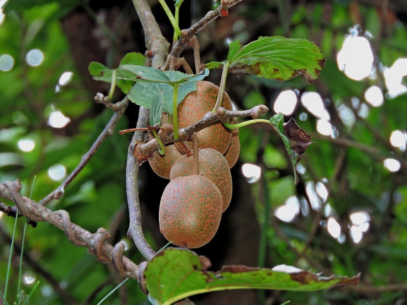 Actinidia rufa
