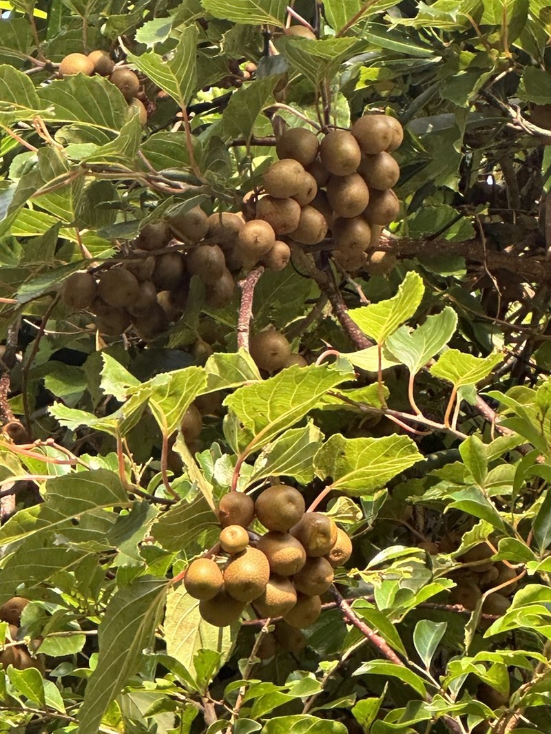 Actinidia rufa photo 2
