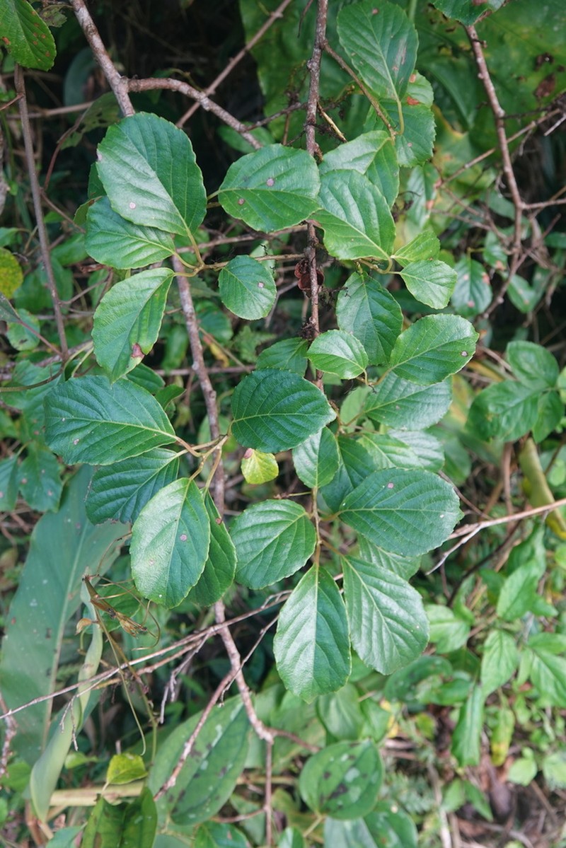 Actinidia rufa photo 3