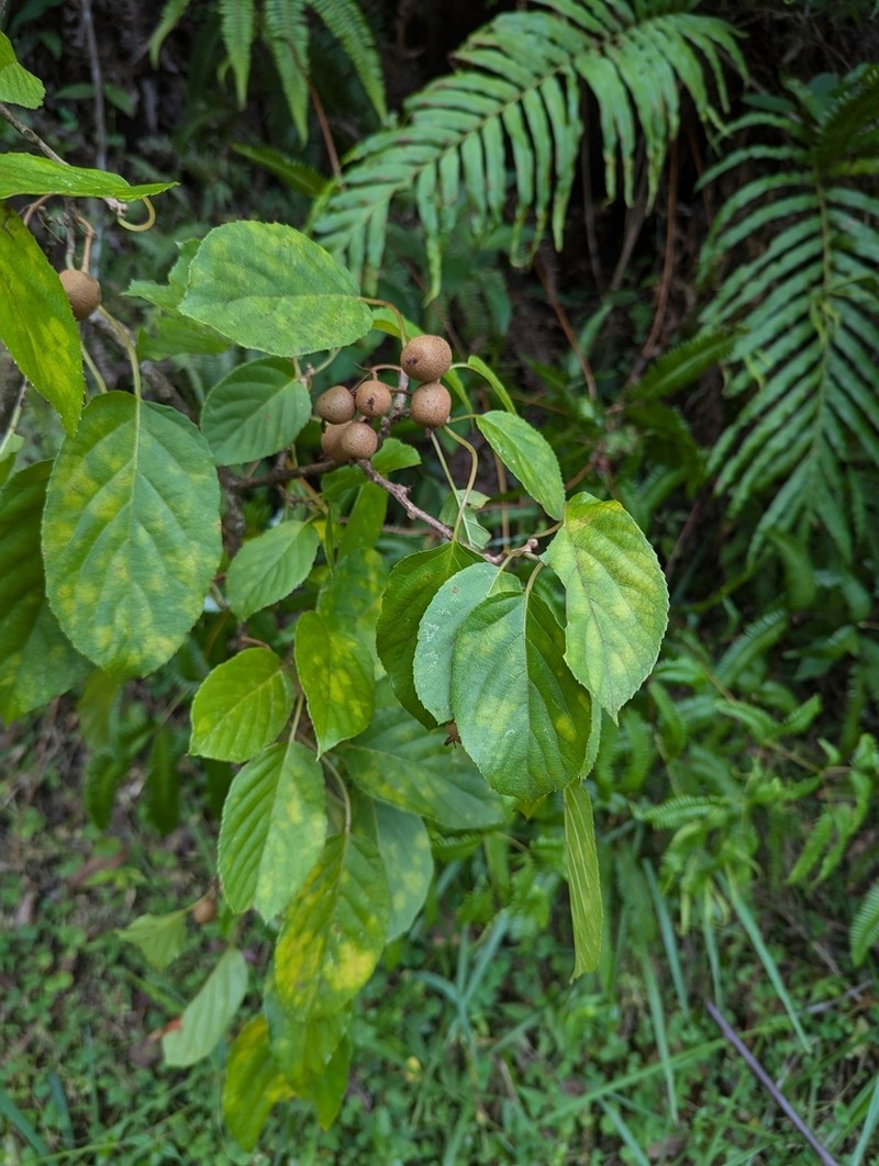 Actinidia rufa photo 4