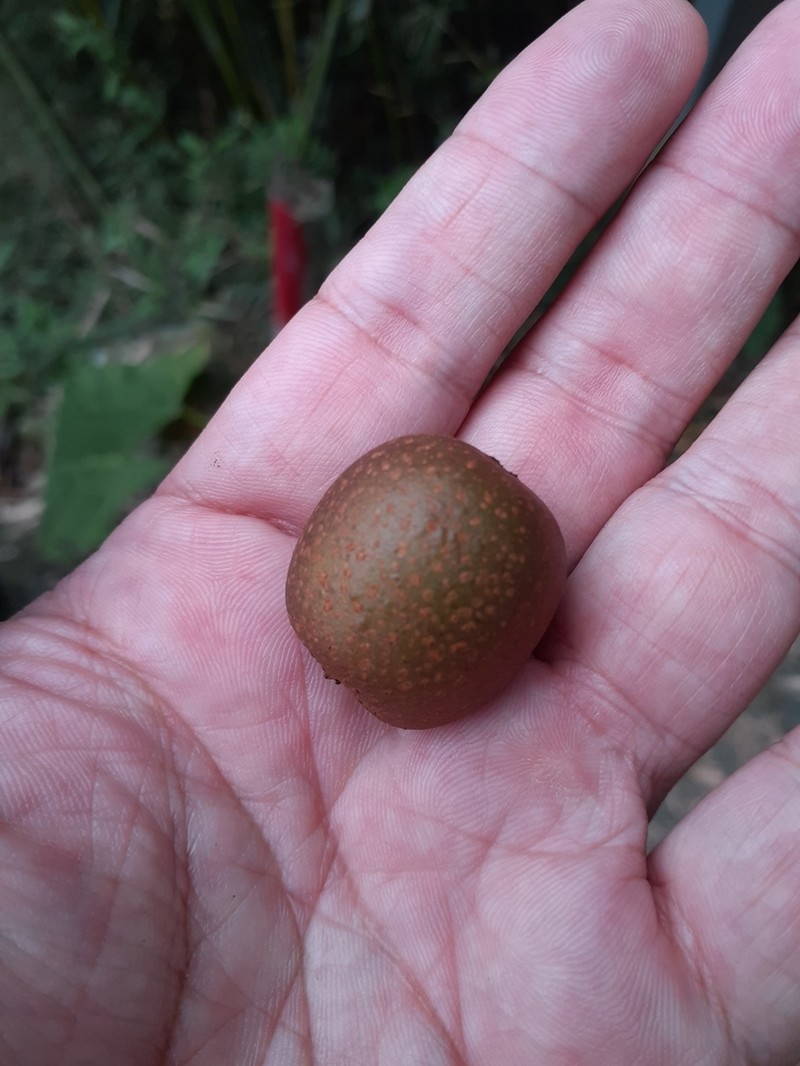 Actinidia rufa photo 5