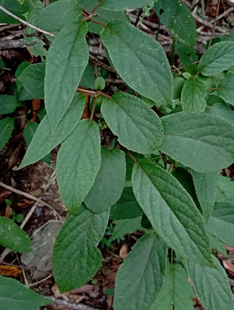 Actinidia rufa photo 6