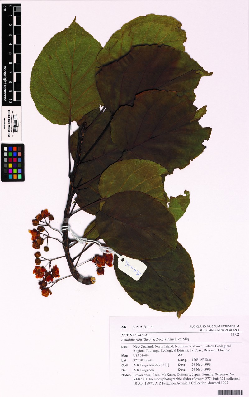 Actinidia rufa photo 7
