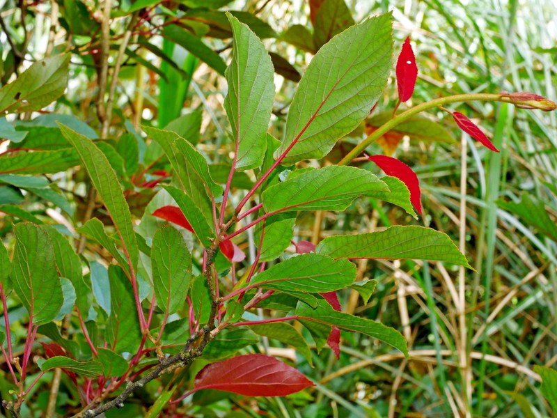 Actinidia rufa photo 8