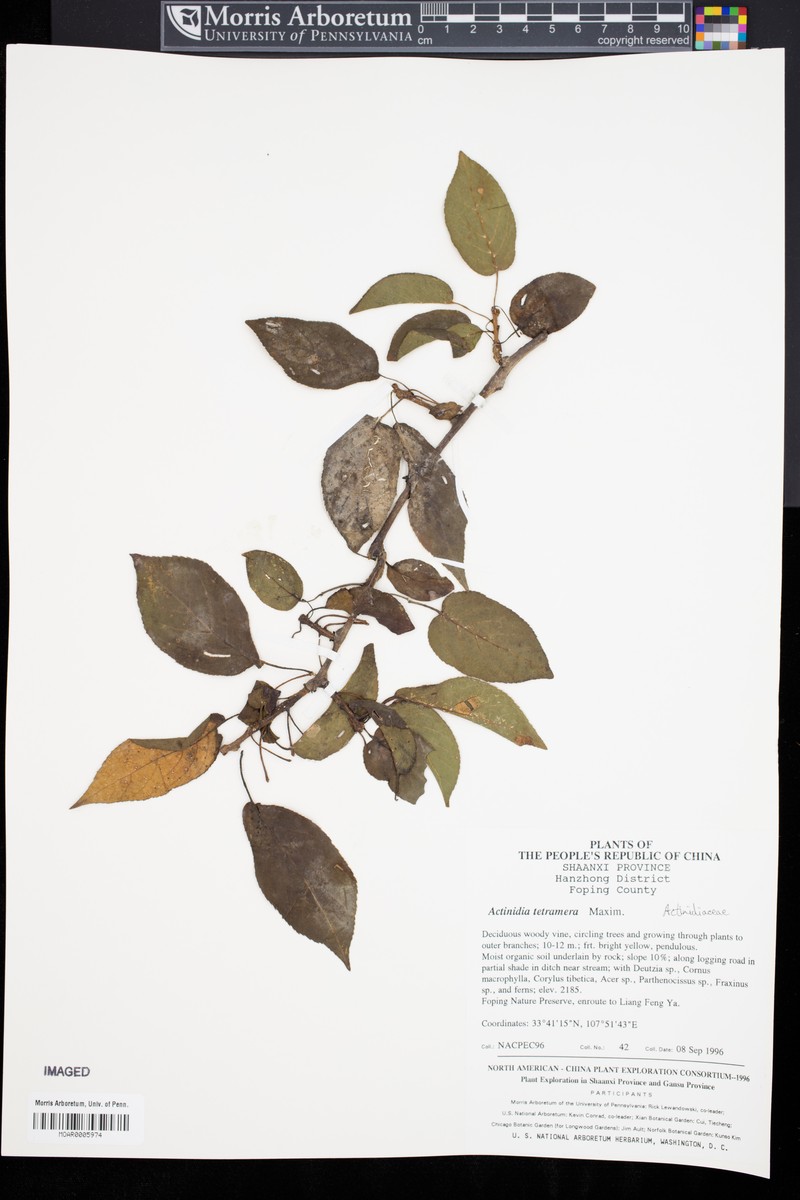 Actinidia tetramera photo 2
