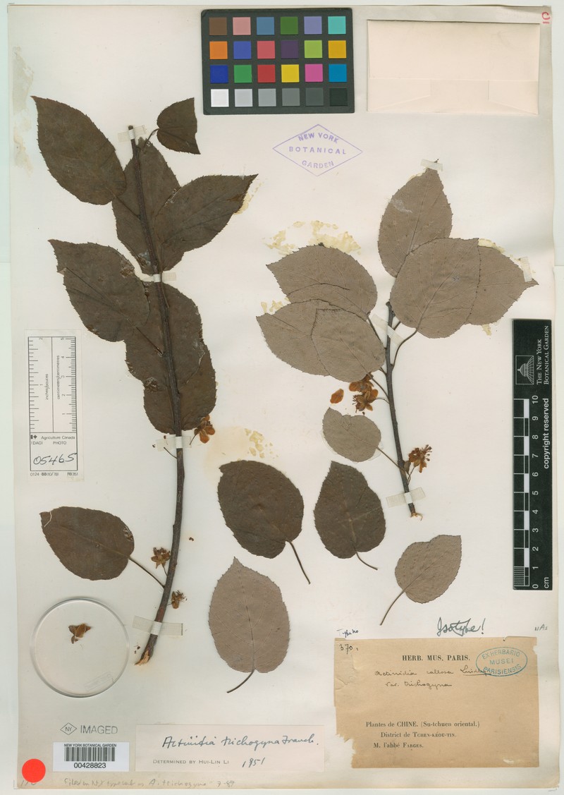 Actinidia trichogyna