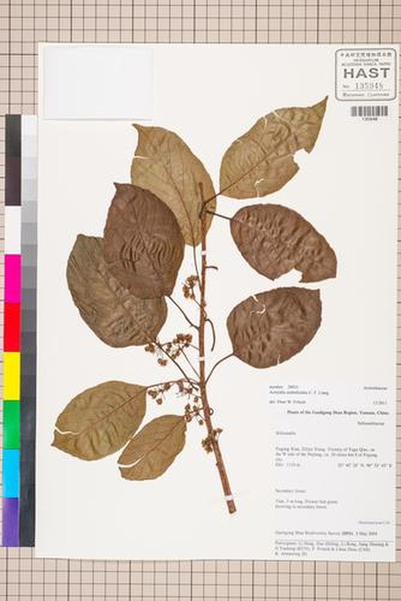 Actinidia umbelloides