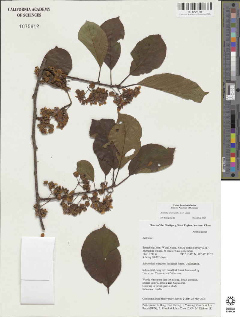 Actinidia umbelloides photo 2