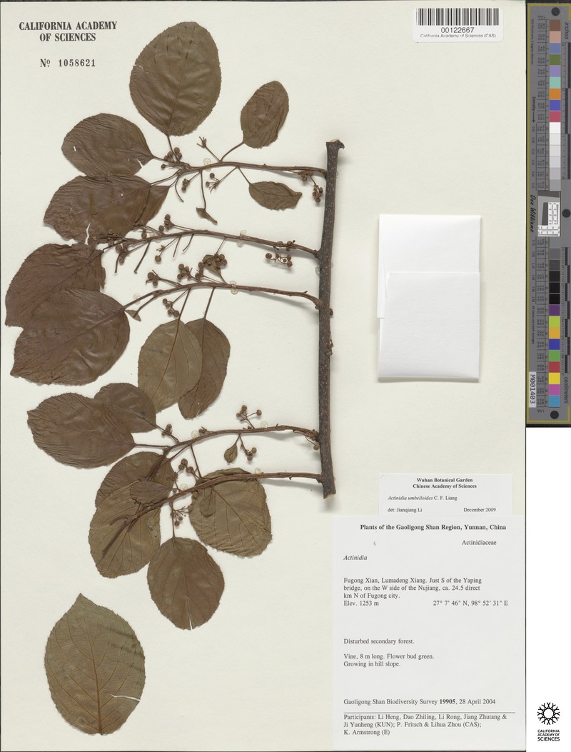 Actinidia umbelloides photo 3