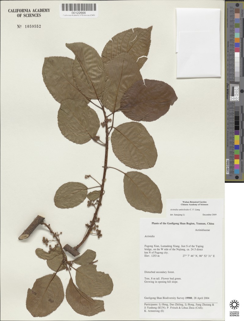Actinidia umbelloides photo 4