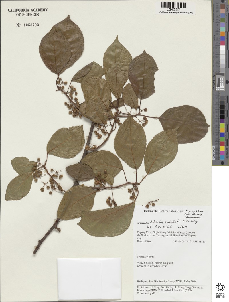 Actinidia umbelloides photo 5