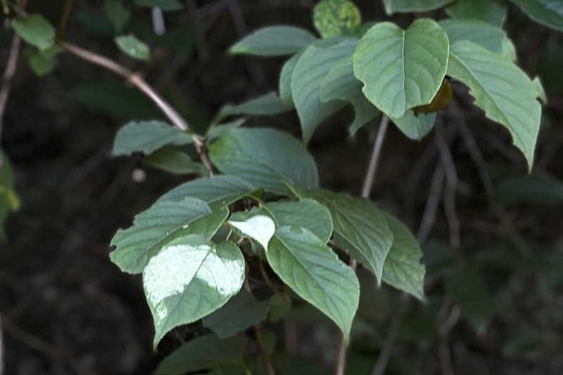 Actinidia valvata photo 3
