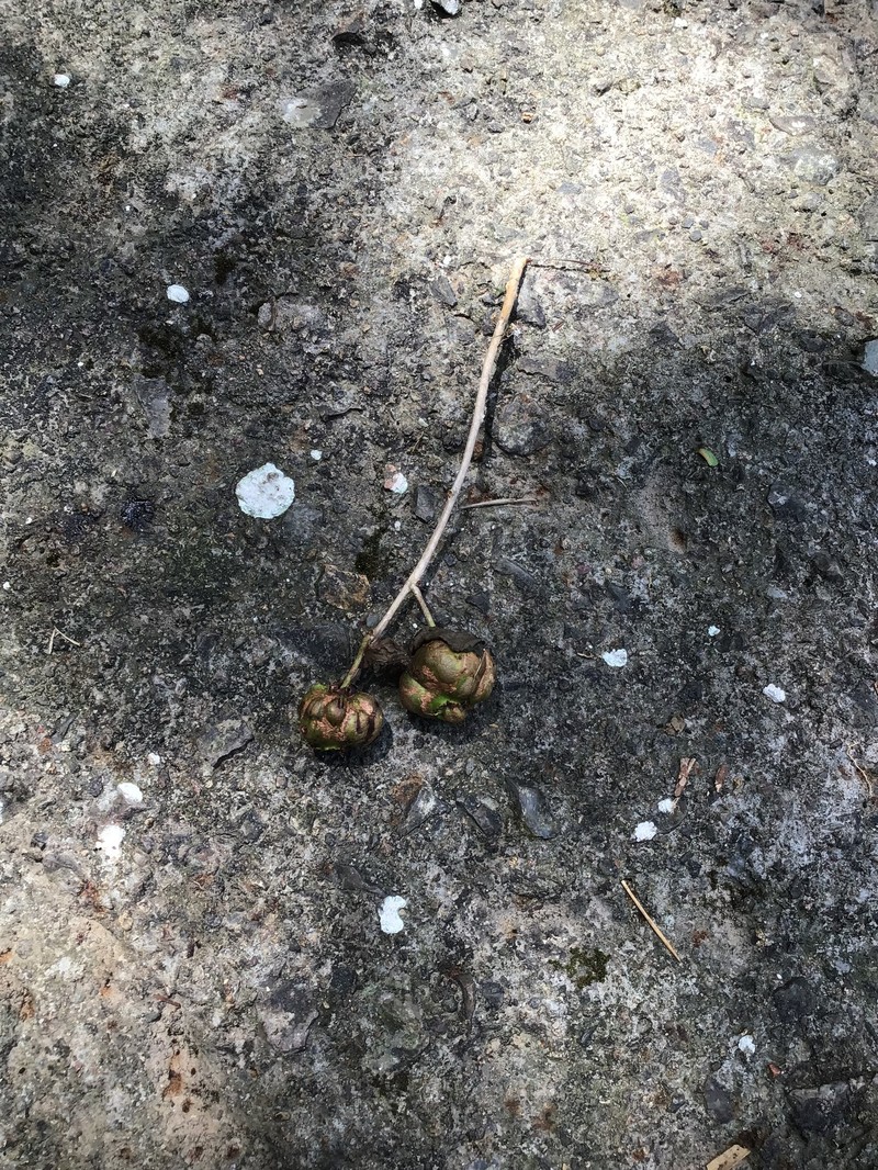 Actinidia valvata photo 4