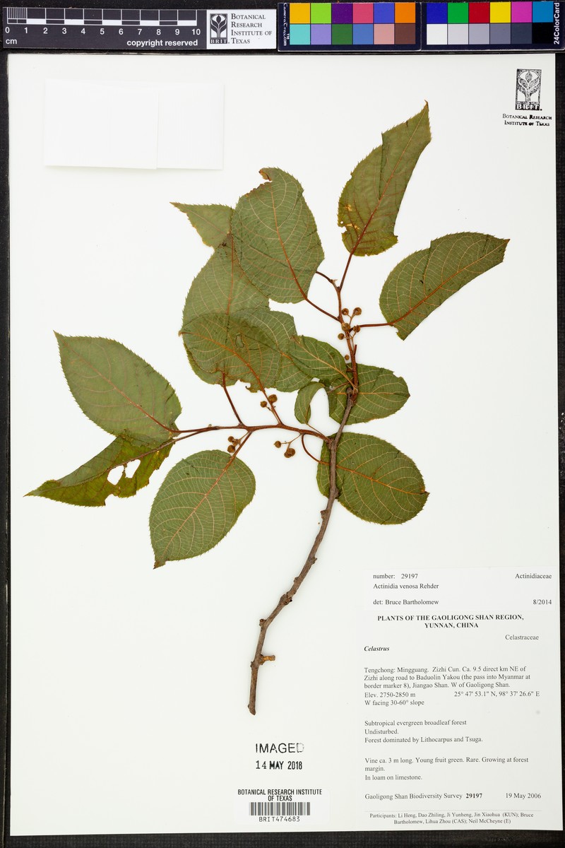 Actinidia venosa