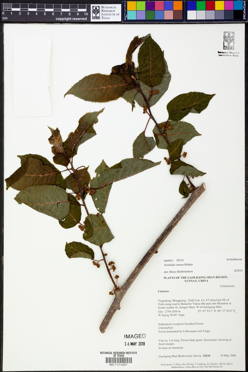 Actinidia venosa photo 2