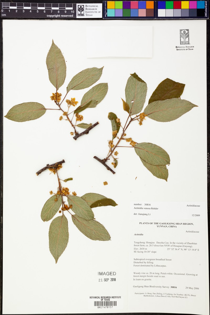Actinidia venosa photo 3
