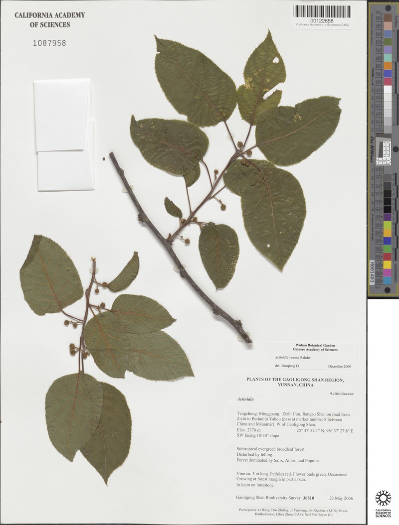 Actinidia venosa photo 4