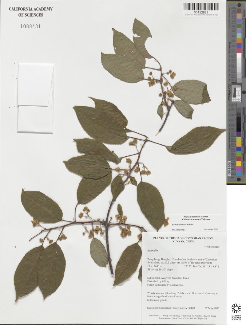Actinidia venosa photo 5