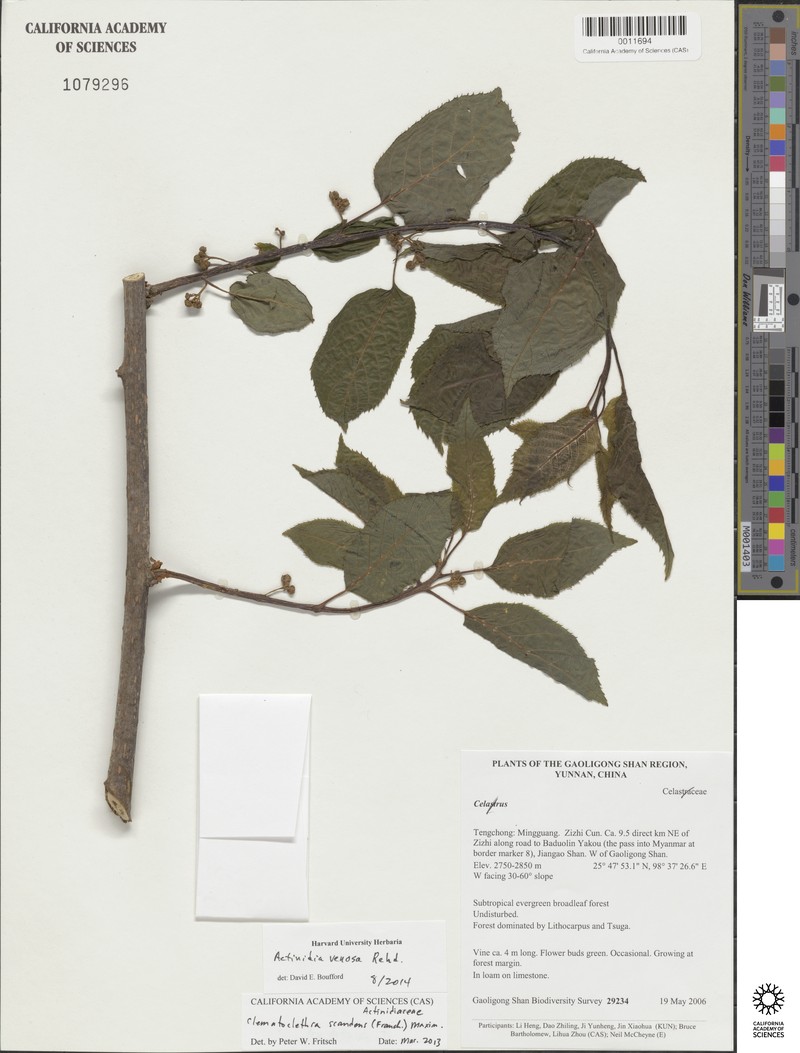 Actinidia venosa photo 6