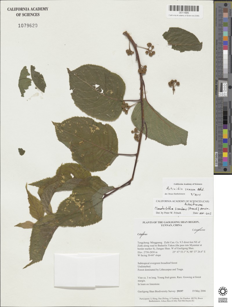 Actinidia venosa photo 7