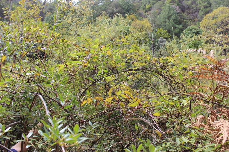Actinidia vitifolia