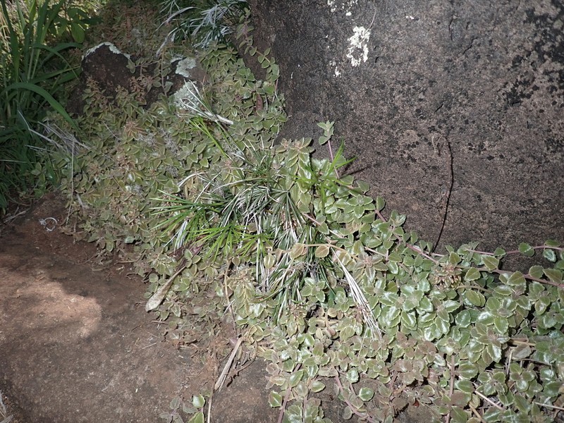 Actiniopteris australis