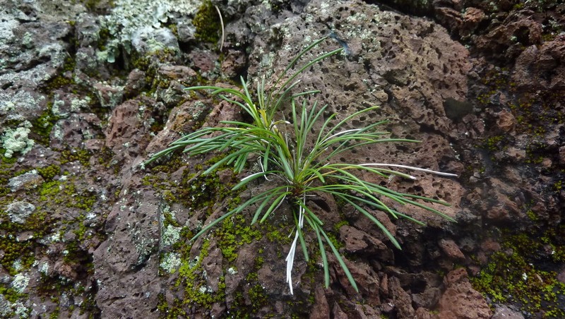 Actiniopteris australis photo 2