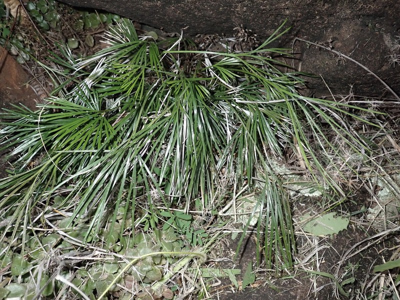 Actiniopteris australis photo 3