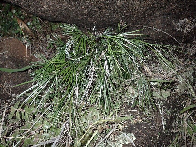 Actiniopteris australis photo 5