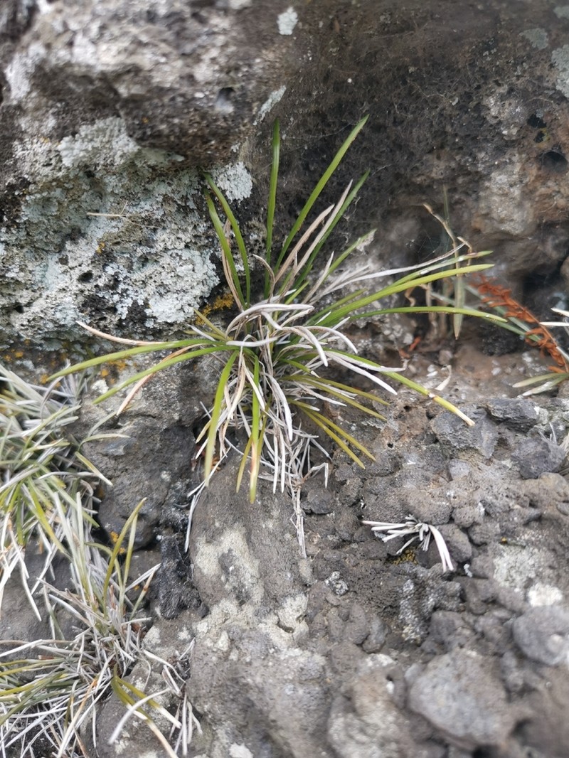 Actiniopteris australis photo 6