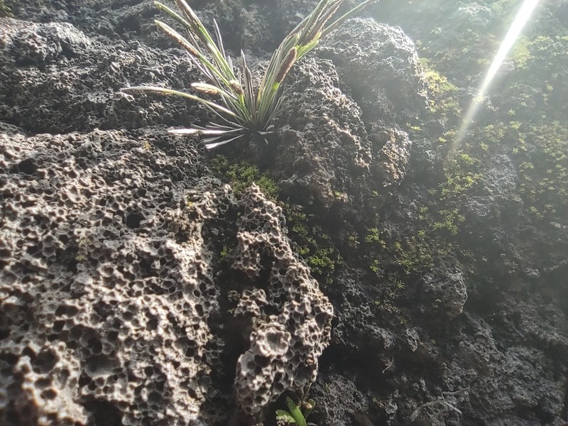 Actiniopteris australis photo 7