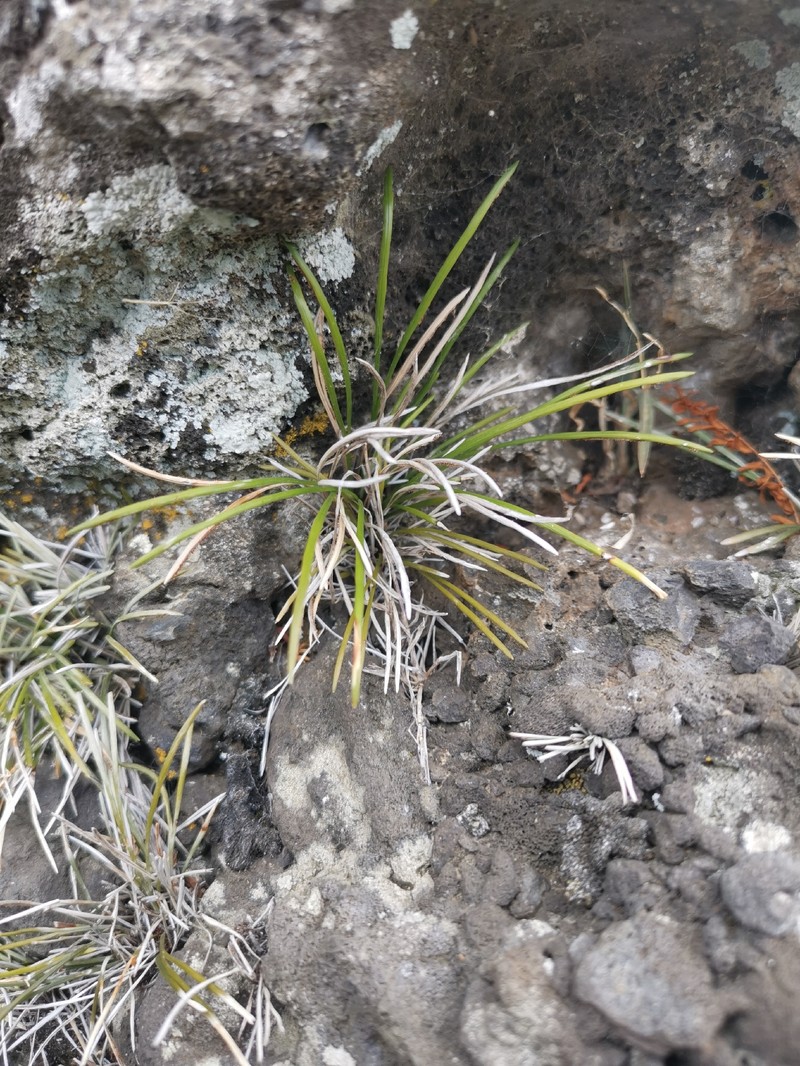 Actiniopteris australis photo 8