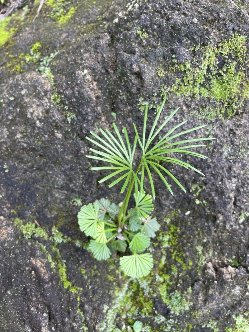 Actiniopteris dimorpha