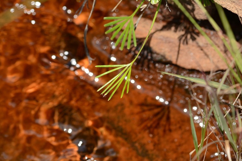 Actiniopteris dimorpha photo 2