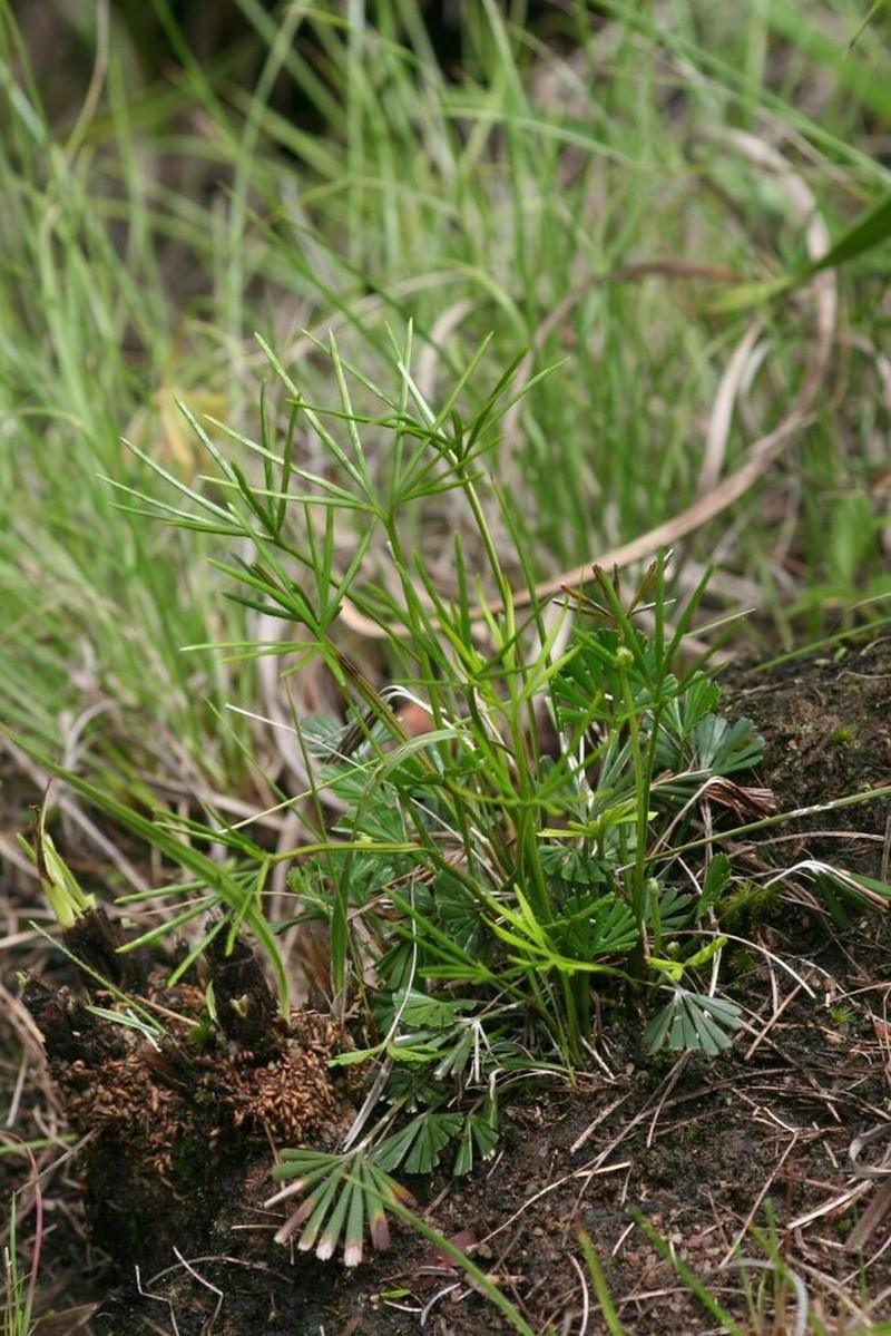 Actiniopteris dimorpha photo 3