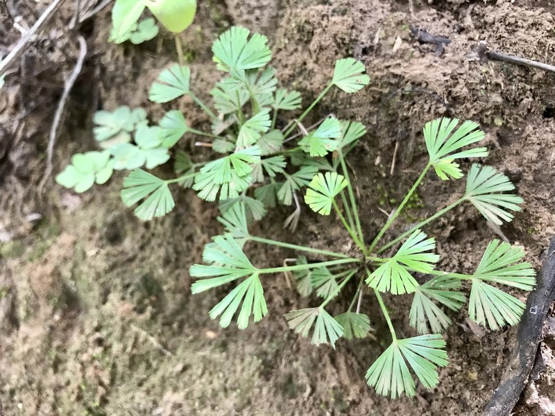 Actiniopteris dimorpha photo 4
