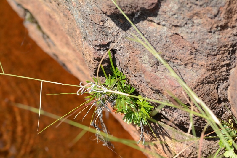 Actiniopteris dimorpha photo 5