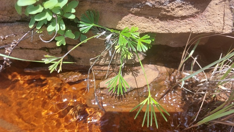 Actiniopteris dimorpha photo 6