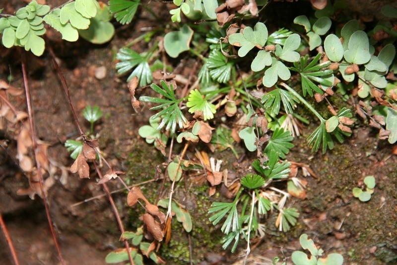 Actiniopteris dimorpha photo 7