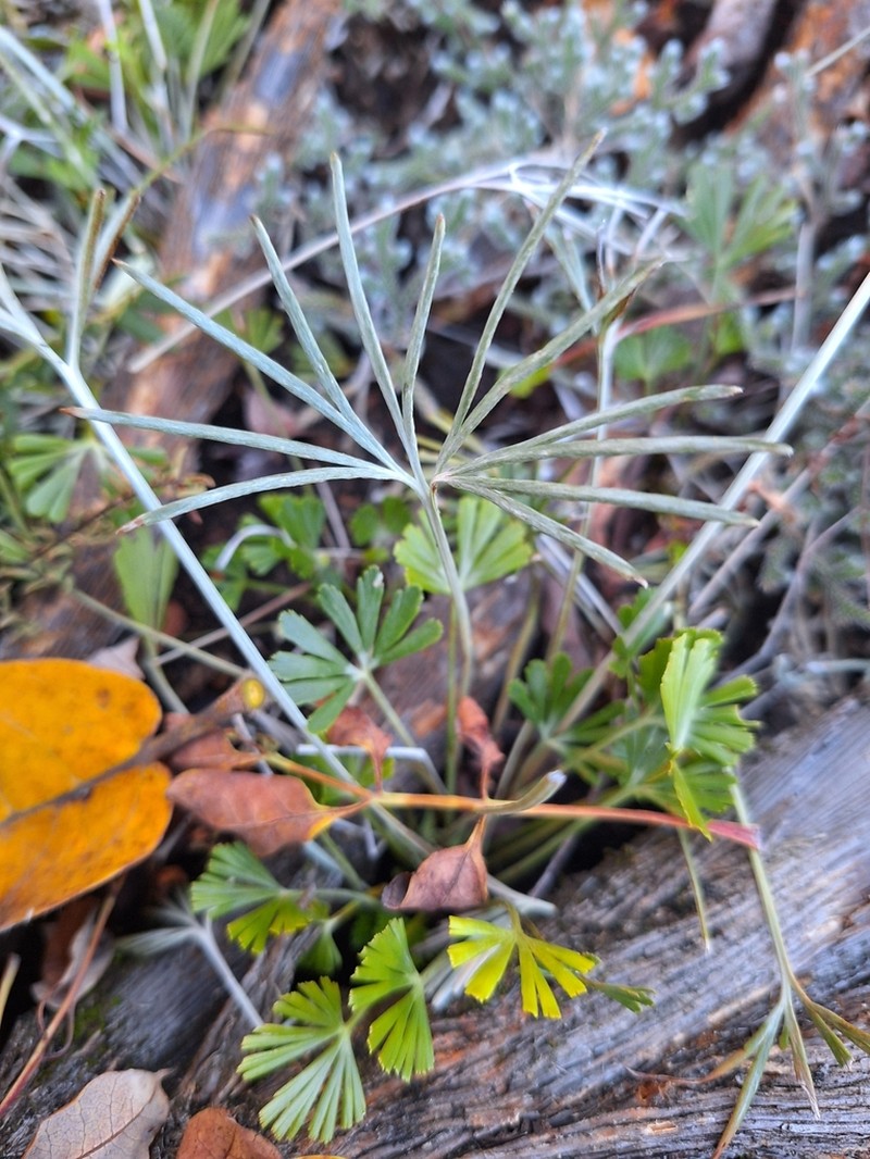 Actiniopteris dimorpha photo 8