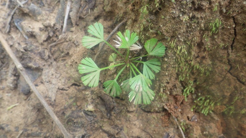 Actiniopteris dimorpha subsp. dimorpha