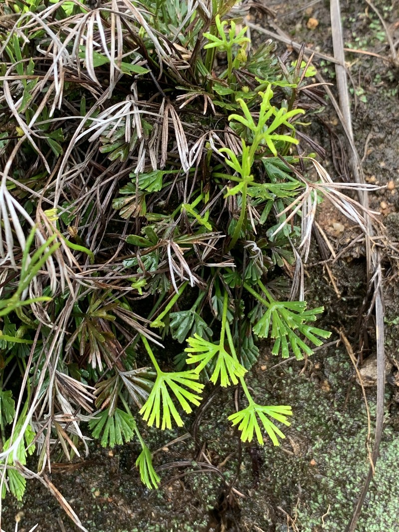 Actiniopteris dimorpha subsp. dimorpha photo 2