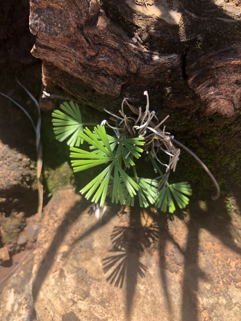 Actiniopteris dimorpha subsp. dimorpha photo 3