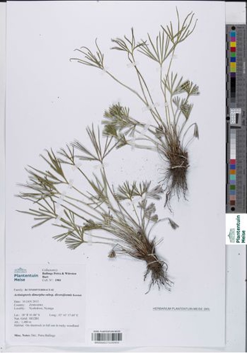 Actiniopteris dimorpha subsp. dimorpha photo 4