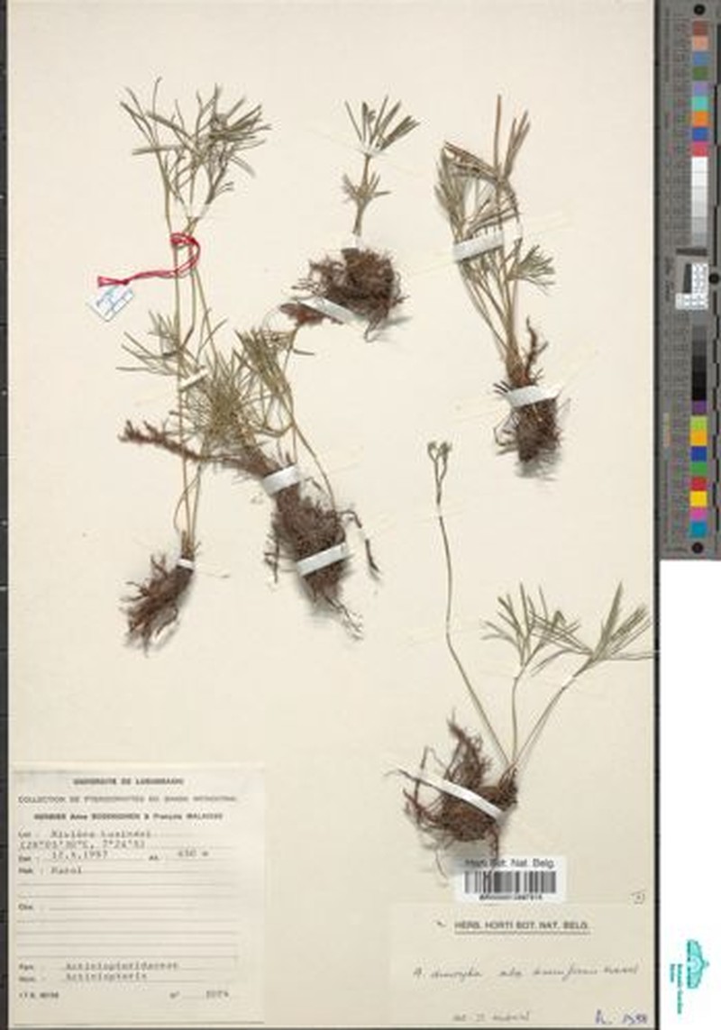 Actiniopteris dimorpha subsp. diversiformis
