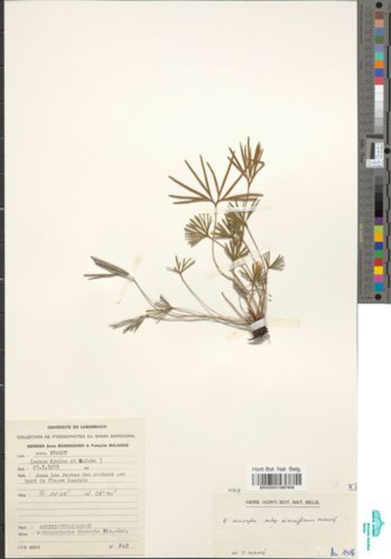 Actiniopteris dimorpha subsp. diversiformis photo 2