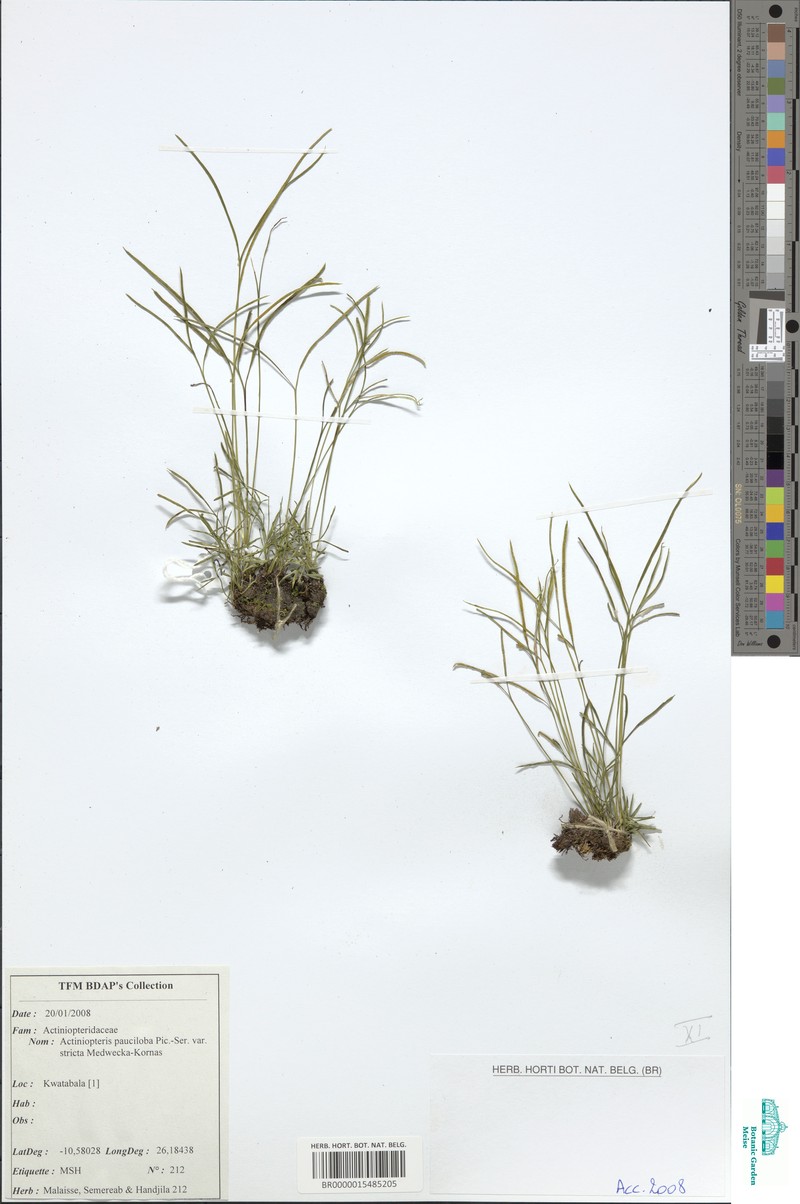 Actiniopteris kornasii photo 3